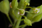 Roadside pennycress 